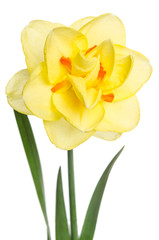 Single flower of yellow daffodil isolated on white background