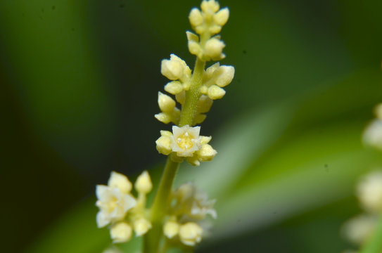 the buds of basil are greenish white, fresh in the morning
