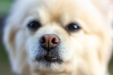 Buster the Pomeranian 3