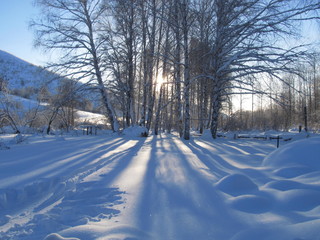 Fototapeta premium road in winter forest