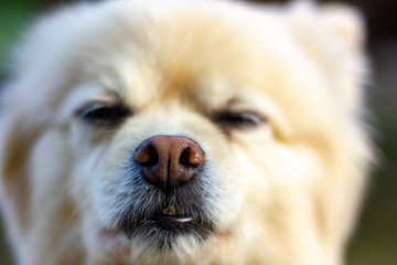 Buster the Pomeranian 2