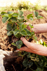 Man farmer planting young strawberries in ground. Springtime gardening.