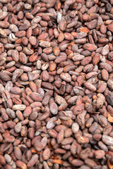 Raw cacao beans