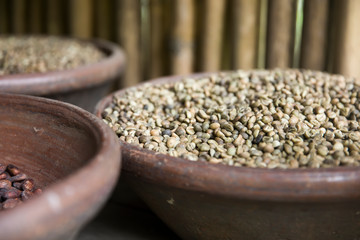 Raw Kopi Luwak coffee beans on coffee farm