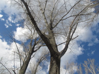 Obraz premium tree and sky