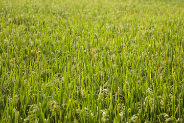 Paddy rice field in clear light day