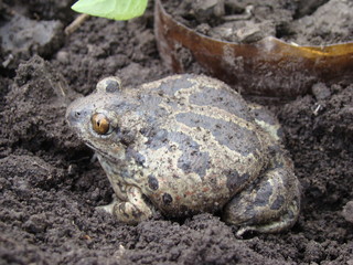 toad