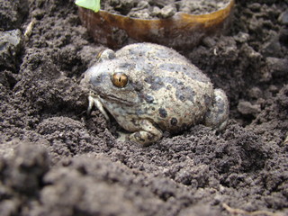 toad