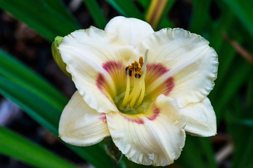 Fototapeta premium close up of a day lily