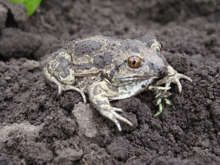 toad