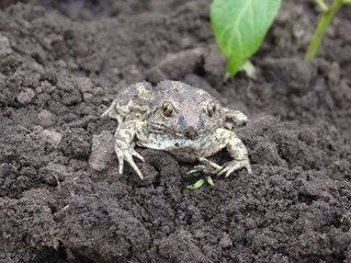 toad
