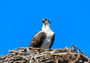 Osprey on nest