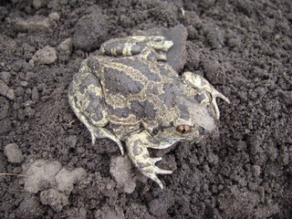 toad