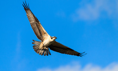 Fototapeta premium Osprey in flight