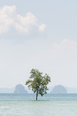 Lonely tree standing in the water during high tide in Krabi province, Thailand