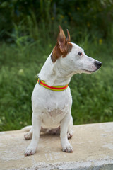 Jack Russell Terrier