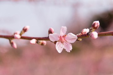 Obraz premium 분홍색 복사꽃(복숭아 꽃)