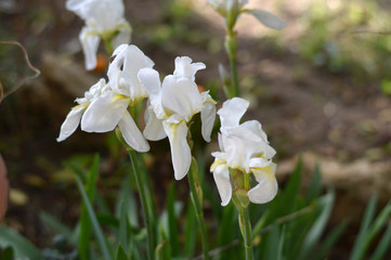 Close-up of White Iris, Nature