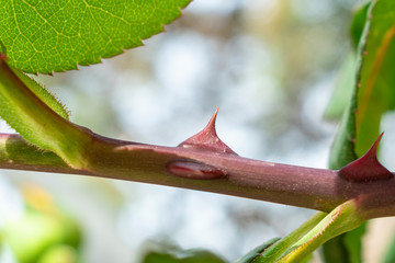Spina