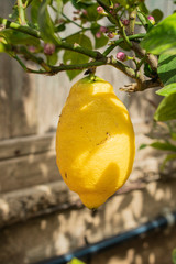 Limone