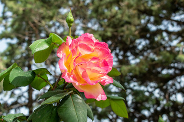 Rosa
