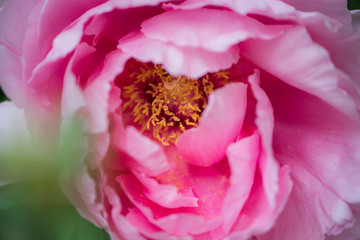 Rosafarbene Blüte einer Gartenpflanze