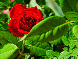 red rose