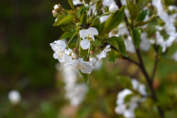 Close-up of White Cherry Blossoms, Nature, Macro