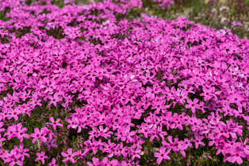 Background with small moss pink flowers, moss phlox
