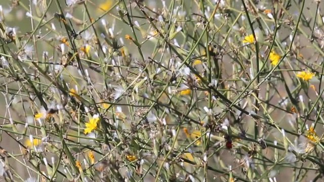 Branching herbs and the last flowers as color inclusions in the Prairie at the end of summer. Chondrilla juncea beautiful waving in wind close
