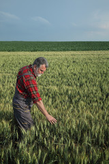 Naklejka na ściany i meble Agriculture, farmer examine wheat plant in field