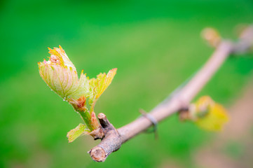 New leaf at vineyard plantation in Burgenland