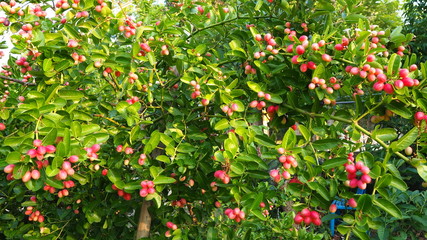 Carissa carandas is a very strong woody shrub with a number of spines. It grows well in the hilly regions of India. The fruits, which are green when young and dark purple when mature.