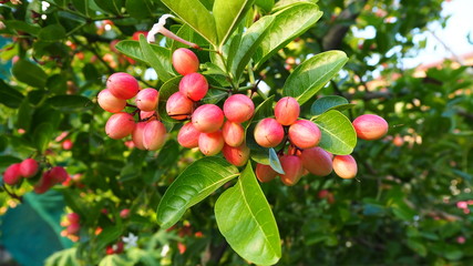 Carissa carandas is a very strong woody shrub with a number of spines. It grows well in the hilly regions of India. The fruits, which are green when young and dark purple when mature.
