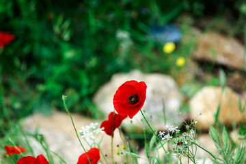 Red weasels, poppy close-up in spring.