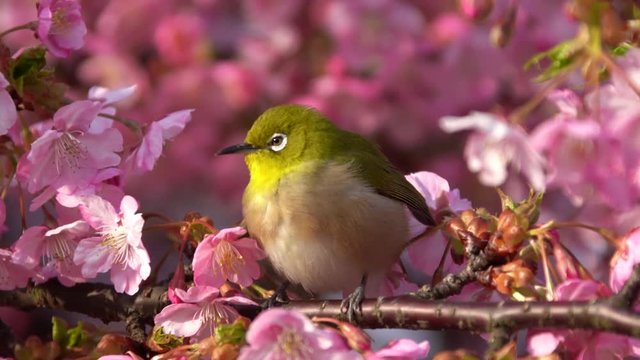 河津桜とメジロ