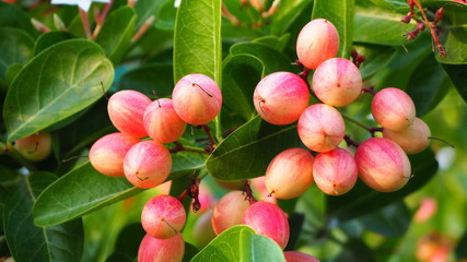 Carissa carandas is a very strong woody shrub with a number of spines. It grows well in the hilly regions of India. The fruits, which are green when young and dark purple when mature. © suraphat