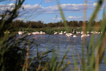 Rosa Flamingos im Camargue Nationalpark bei blauen Himmel