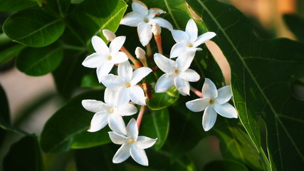 Carissa carandas is a very strong woody shrub with a number of spines. It grows well in the hilly regions of India. The fruits, which are green when young and dark purple when mature.