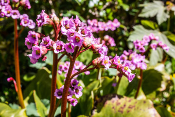 Wildblumen mit violetten Blüten