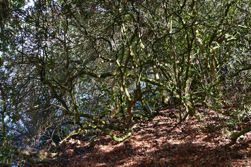 Green Spring Sunny Forest textured Background