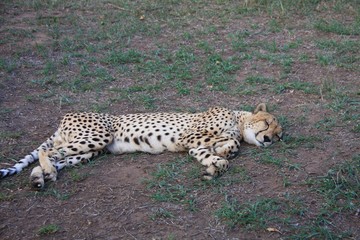 un guépard couché