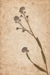 Vintage background with dry flower on paper texture