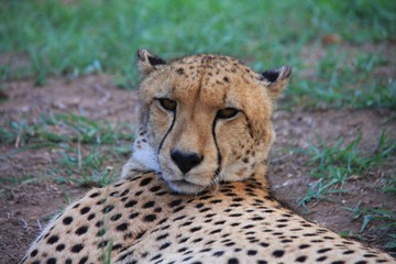 portrait d'un guépard en Afrique du Sud