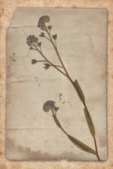 Vintage background with dry flower on paper texture