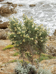 Anthyllis barba-jovis. Arbuste d'argent ou barbe de Jupiter espèce endémique de la garrigue du littoral méditerranéen © Marc