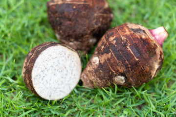 Close up taro root with sliced on green grass