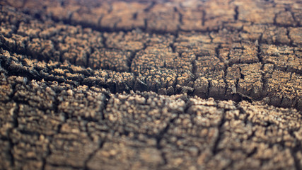 Wood Texture