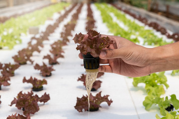 Farmer picking hydroponic red oak up in plant nursery farm. organic salad vegetable.