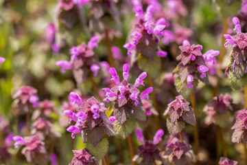 Natural blossoming  Red dead nettle (Lamium purpureum)